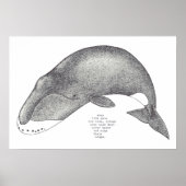 walvisliedjes poster (Voorkant)