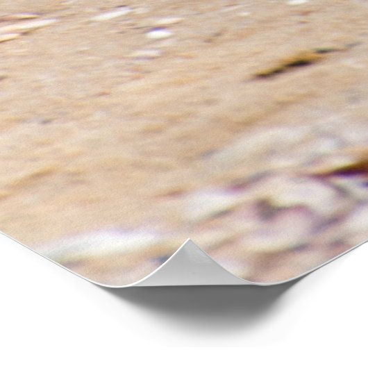 Walvismeeuw Poster (Hoek)