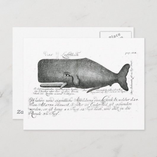  walvisontwerp briefkaart (Voorkant / Achterkant)