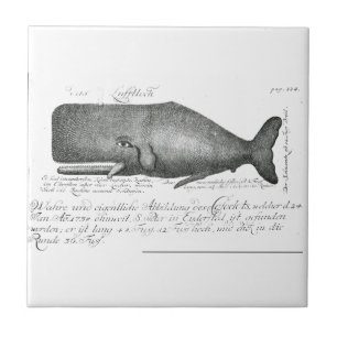 walvisontwerp tegeltje