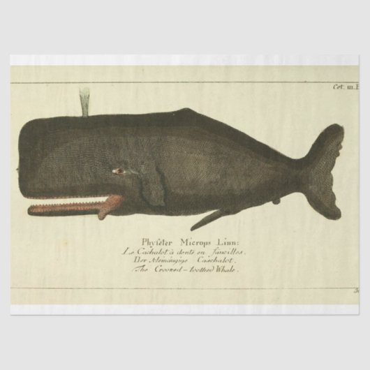 walvisscript Ephemera Decoupage Nautical Tissuepapier (Voorkant)