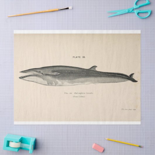 walvisscript Ephemera Decoupage Nautical Tissuepapier (Craft)