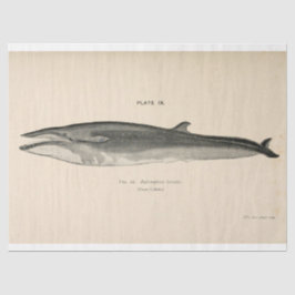 walvisscript Ephemera Decoupage Nautical Tissuepapier