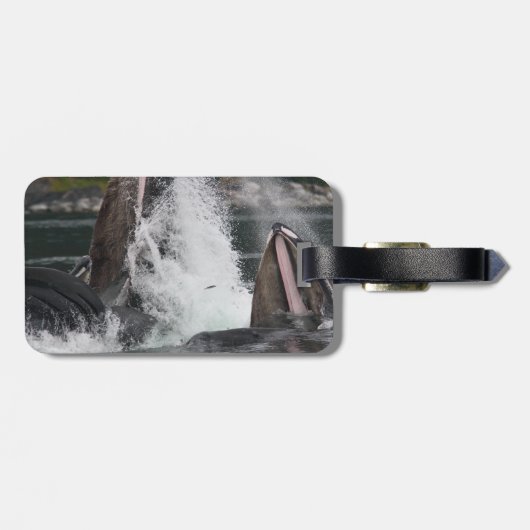 walvissen bagagelabel (Achterkant horizontaal)