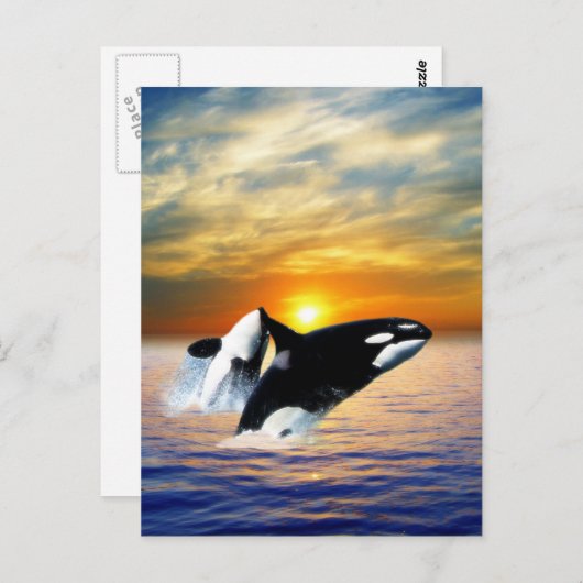 Walvissen bij zonsondergang briefkaart (Voorkant / Achterkant)