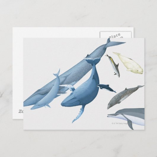 walvissen briefkaart (Voorkant / Achterkant)