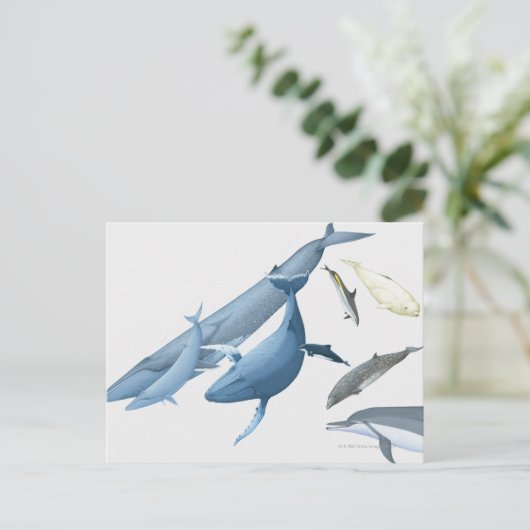 walvissen briefkaart (Staand voorkant)