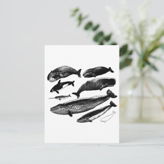 walvissen briefkaart (Staand voorkant)