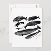 walvissen briefkaart (Voorkant / Achterkant)