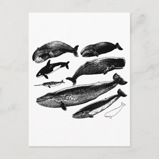 walvissen briefkaart (Voorkant)