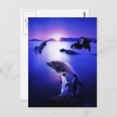 Walvissen dolphins pinguins oceaanzonsondergang briefkaart (Voorkant / Achterkant)