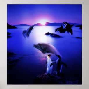 Walvissen dolphins pinguins oceaanzonsondergang poster