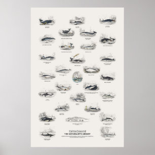 Walvissen - Naturalist's Library Poster