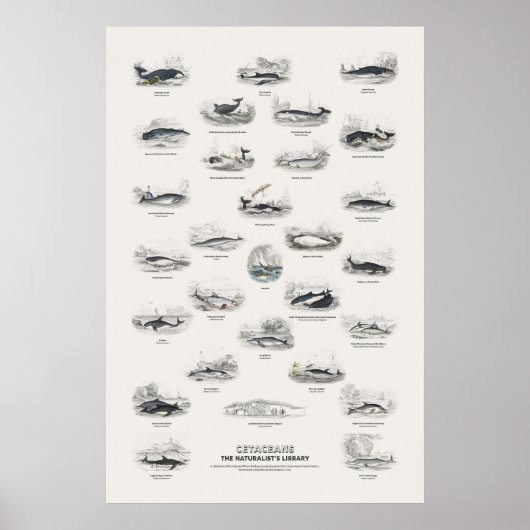 Walvissen - Naturalist's Library Poster (Voorkant)