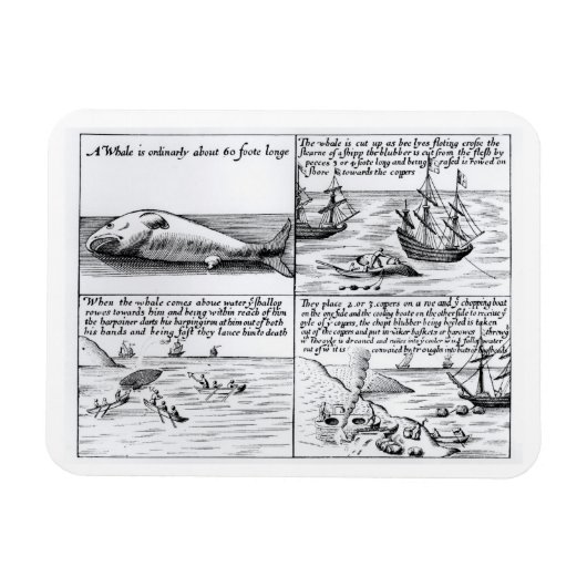 Walvissen op Spitzbergen in 1611 (graven) (b/w per Magneet (Horizontaal)