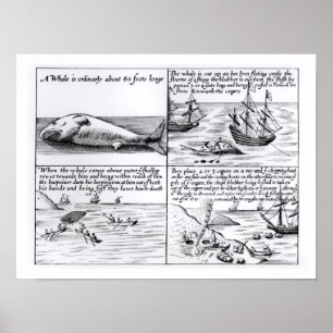 Walvissen op Spitzbergen in 1611 (graven) (b/w per Poster