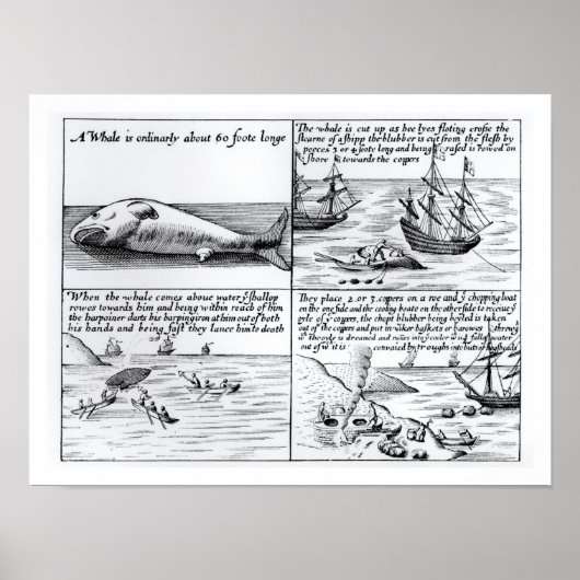 Walvissen op Spitzbergen in 1611 (graven) (b/w per Poster (Voorkant)