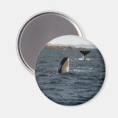 Walvissen van San Juan Magneet (Voorkant / Achterkant)