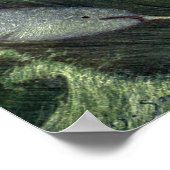  walvissen, zeedieren poster (Hoek)