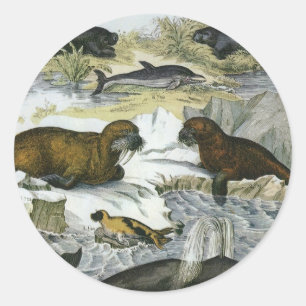 Walvissen, zeehonden en walrussen, antieke zeezoog ronde sticker