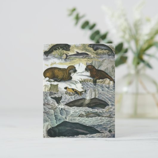  walvissen, zeehonden en walrussen, zeedieren briefkaart (Staand voorkant)