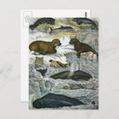  walvissen, zeehonden en walrussen, zeedieren briefkaart (Voorkant / Achterkant)