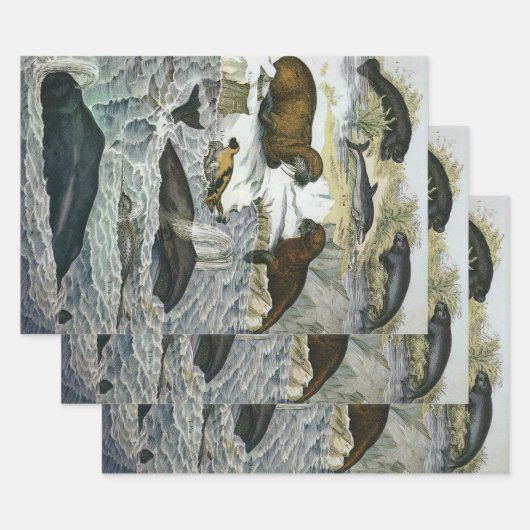 walvissen, zeehonden en walrussen, zeedieren inpakpapier vel (Set)