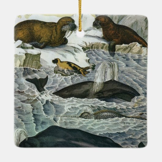  walvissen, zeehonden en walrussen, zeedieren keramisch ornament (Achterkant)