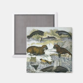  walvissen, zeehonden en walrussen, zeedieren magneet (Voorkant / Achterkant)