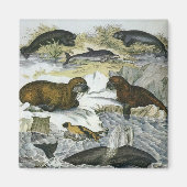  walvissen, zeehonden en walrussen, zeedieren magneet (Voorkant)