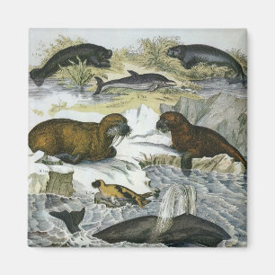  walvissen, zeehonden en walrussen, zeedieren magneet