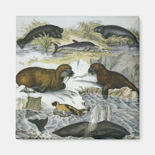  walvissen, zeehonden en walrussen, zeedieren magneet (Voorkant)