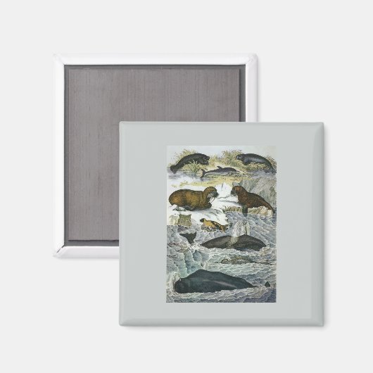  walvissen, zeehonden en walrussen, zeedieren magneet (Voorkant / Achterkant)