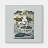  walvissen, zeehonden en walrussen, zeedieren magneet (Voorkant)