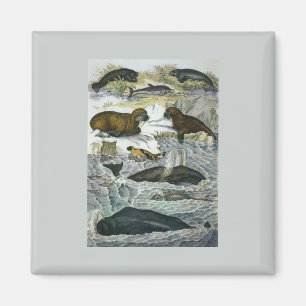  walvissen, zeehonden en walrussen, zeedieren magneet