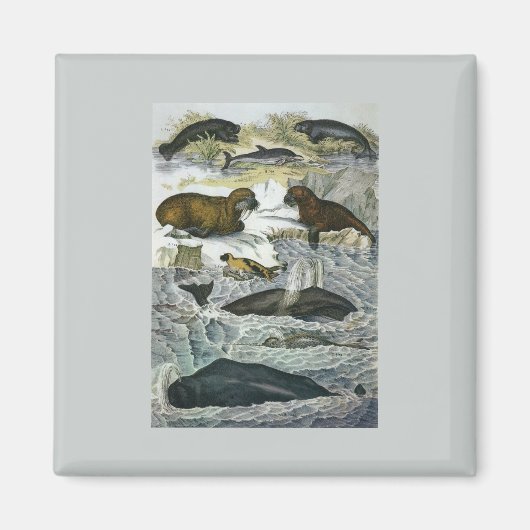 walvissen, zeehonden en walrussen, zeedieren magneet (Voorkant)