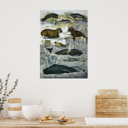  walvissen, zeehonden en walrussen, zeedieren poster (Keuken)