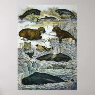  walvissen, zeehonden en walrussen, zeedieren poster