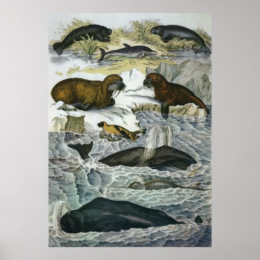  walvissen, zeehonden en walrussen, zeedieren poster (Voorkant)