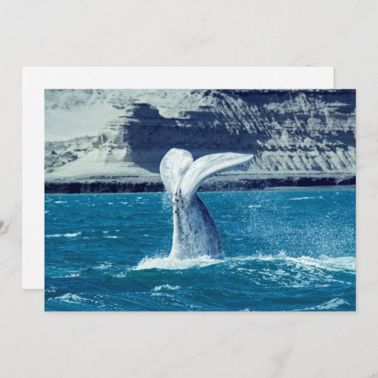 Walvisstaart - Argentinië Kaart (Voorkant / Achterkant)