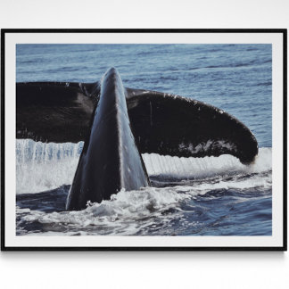 Walvisstaart Fine Art Fotografie Print
