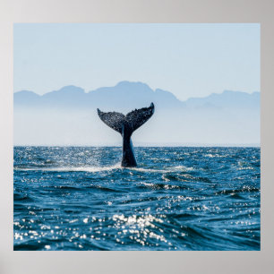 Walvisstaart Zeegezicht: dramatisch water. Poster