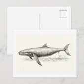Walvisvangst Briefkaart (Voorkant / Achterkant)