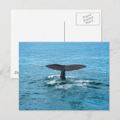 Walvisvis Briefkaart (Voorkant / Achterkant)