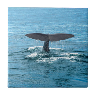 Walvisvis Tegeltje