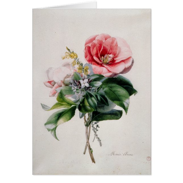 wamellia en Broom (Voorkant)