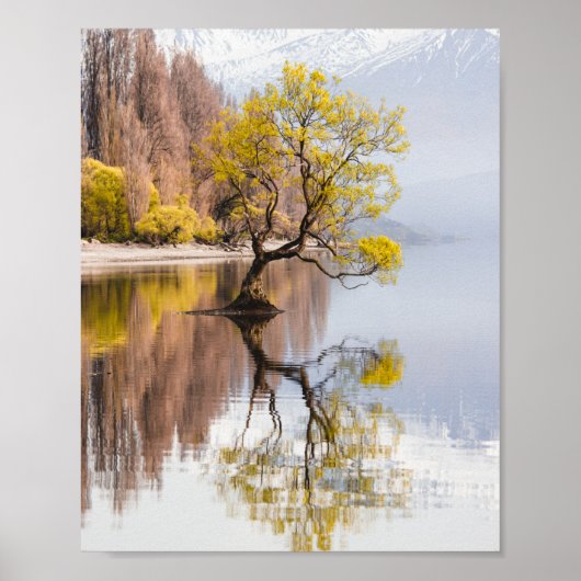 Wanaka Natuur in het najaar van de boom Poster (Voorkant)