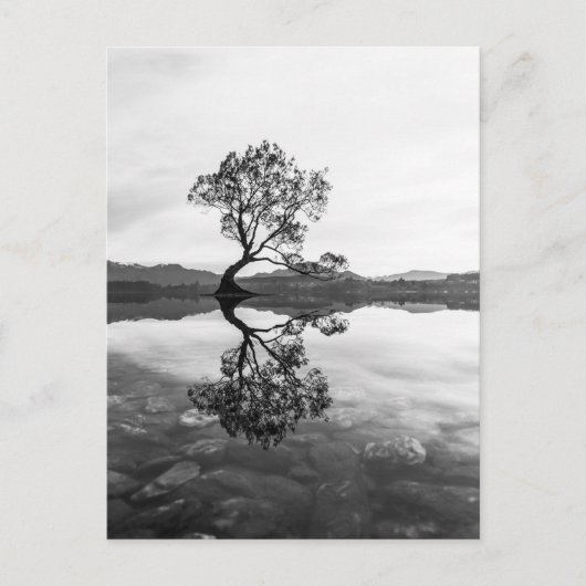 Wanaka Tree New Zealand Landscape Photography Briefkaart (Voorkant)