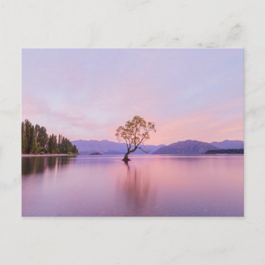 Wanaka Tree Sunrise Natuur Travel Photography Briefkaart (Voorkant)
