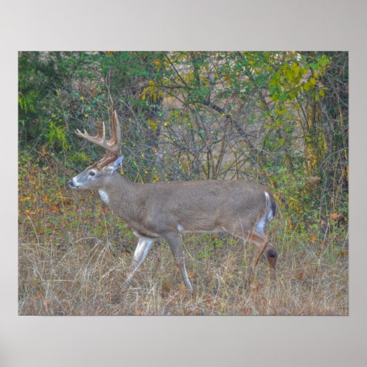 Wandelen Big Buck Herten in Texas Poster (Voorkant)